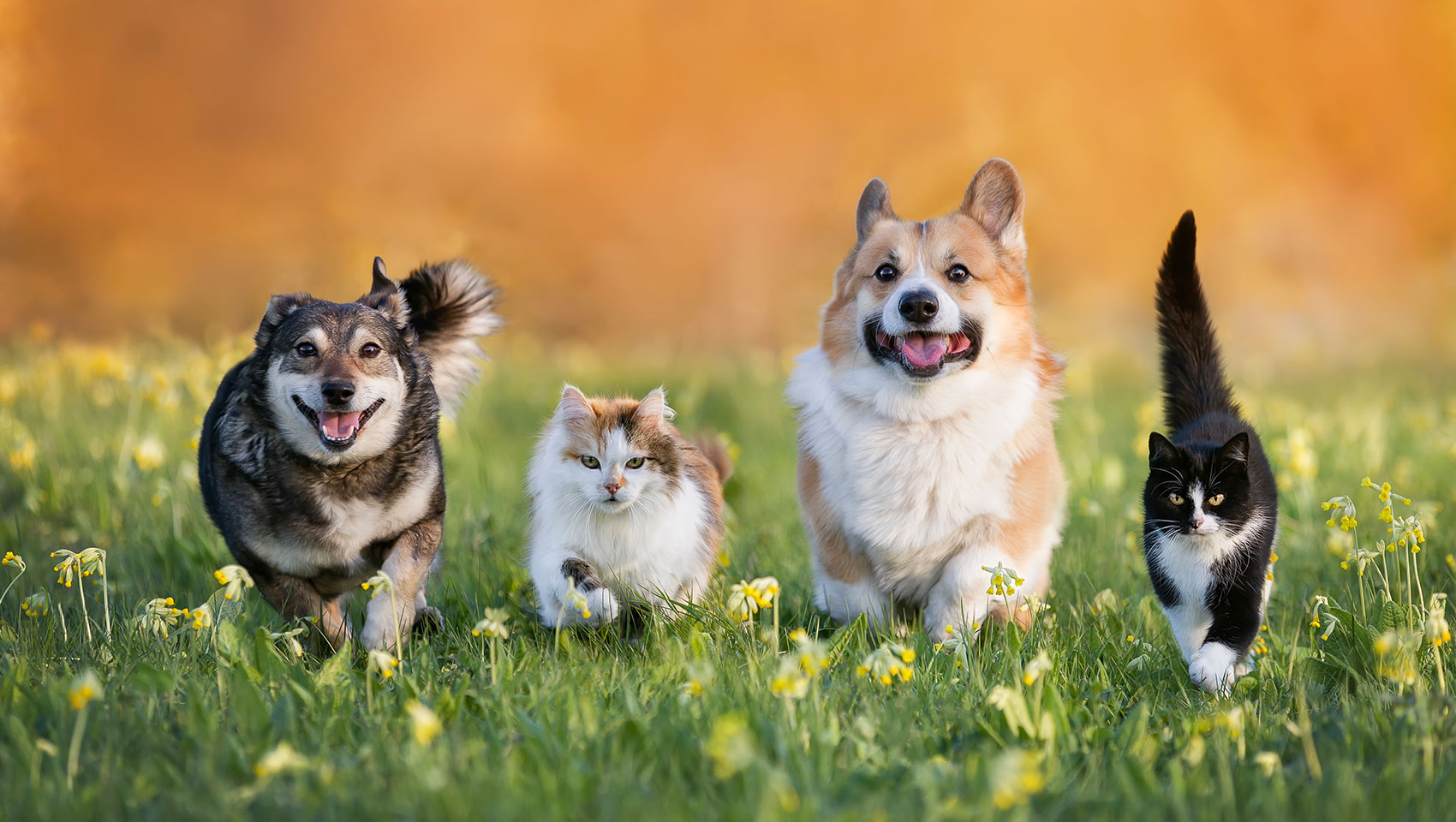 Cute domestic cats and dogs of various colors run through a summer sunny meadow